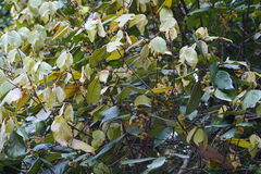 Actinodaphne angustifolia